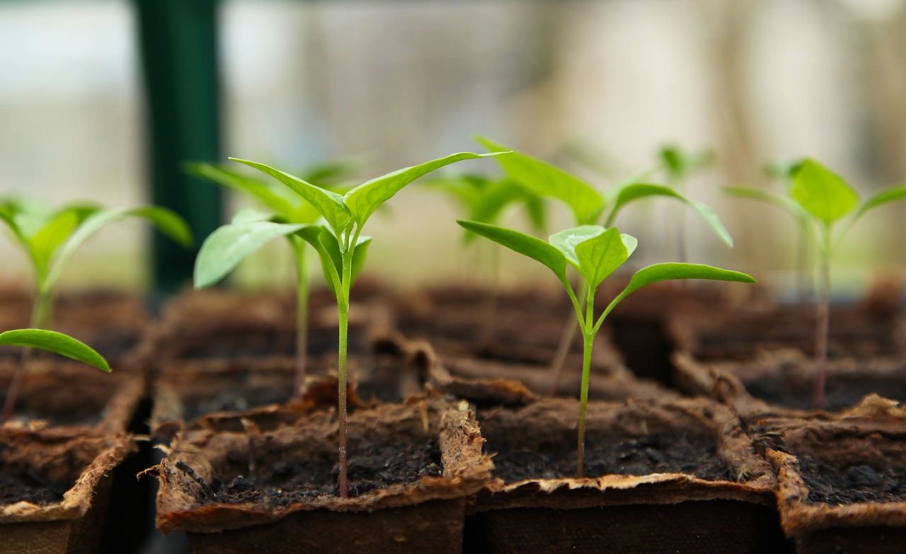 how to germinate seeds, planting seeds