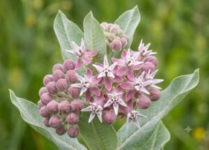 Showy Milkweed seeds – Asclepias speciosa with star-shaped pink flowers