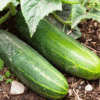 straight eight cucumber, straight eight cucumber seeds