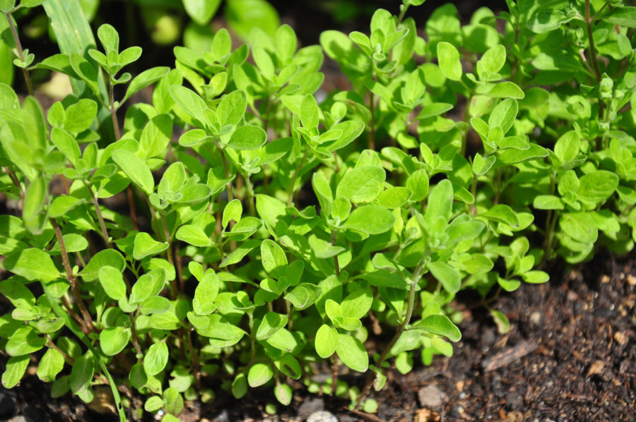Things about Marjoram: How To Plant, Grow, And Care For Marjoram - The ...
