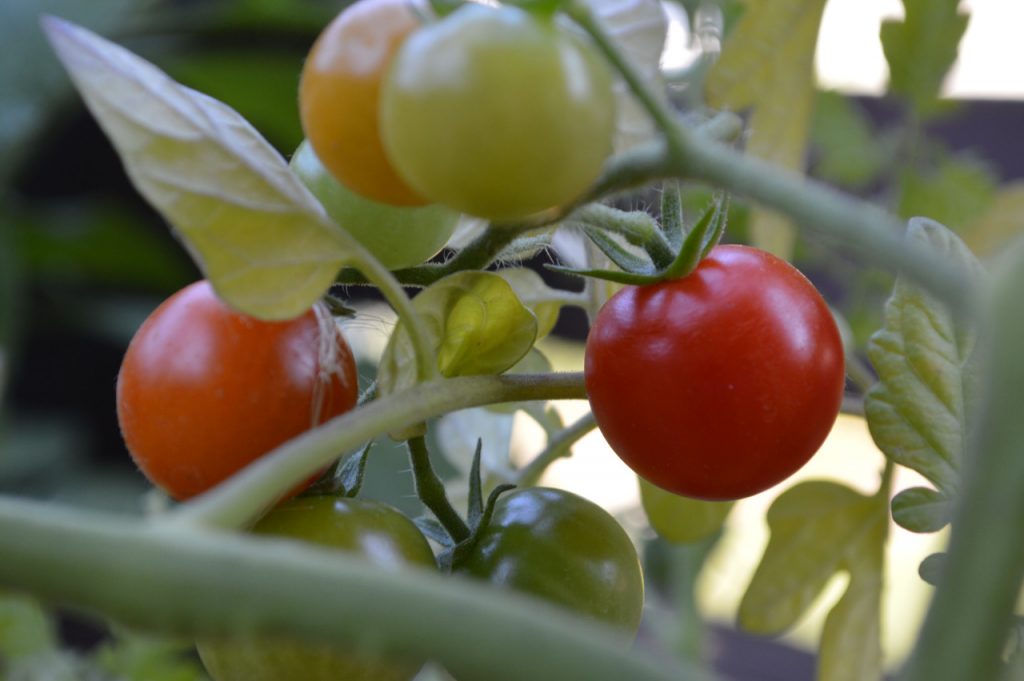how to grow tomatoes, Indeterminate tomatoes