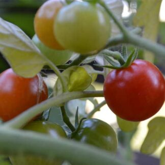 Sweetie Tomato Seeds