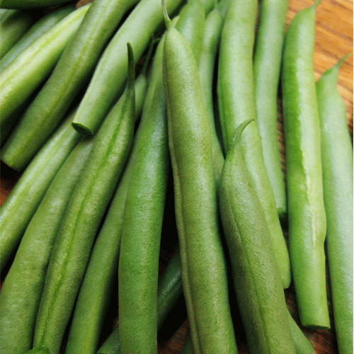 tendergreen bush beans