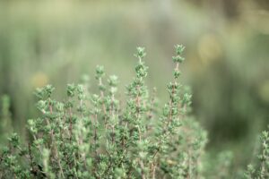 how to grow thyme