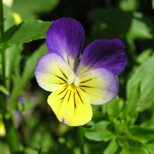 viola tricolor seeds