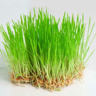 wheatgrass seeds