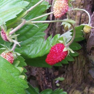 wild strawberry seeds