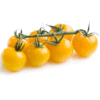 yellow cherry tomato seeds, yellow currant tomato seeds