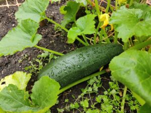 how to grow zucchini